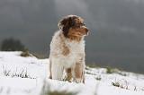 BERGER AUSTRALIEN PUPPIES 453